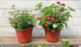 楠哥趣事爆料视频大全最新,揭秘最新爆料视频大全精彩瞬间